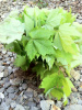 REF#F.F5. FREE SHIPPING 2020 SPRING RED MAPLE TREE QUANTITY(45 )STARTER SEEDLING